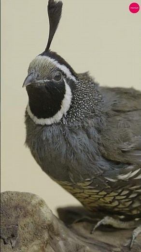 California Quail | The Charming Cacophony of Nature | Birdwatching Spotlight #bird #nature