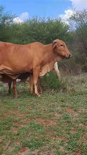 newcomers . farm south africa mokopane.