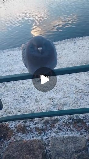 Pigeons Doing Things | XL birg | Instagram