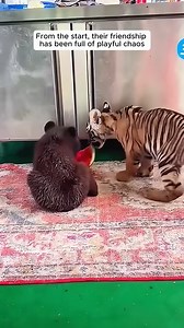 The tiger and bear became best friends | Blue X Studio Imaginary Animals