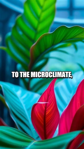 Microclimate in a Living Room
