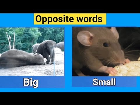 Opposite words For Kids | Educational videos For Toddlers And Preschool I Children Learn Opposite