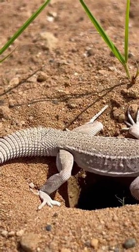 Fringe Toed Lizard Runs Over Loose Clumpy Soil! 🦎🏜️ Desert Reptile POV Moment