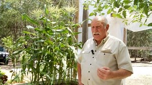 7.5K views · 224 reactions | Growing corn is a good way to test the maturity of your aquaponics system. Watch more videos at www.murrayhallam.com | Aquaponics Design Course | Facebook