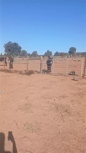 Good morning from our happy donkeys at Lagos Horse Riding! 🫏☀️ Can you imagine a better sound to wake up to than a chorus of cheerful brays? All of our donkeys are rescues, and watching them grow into confident, social companions has been one of the most rewarding parts of our journey. Their morning greetings are a reminder of how far love, patience, and kindness can go. 💛 | Lagos Horse Riding & Rescue Centre