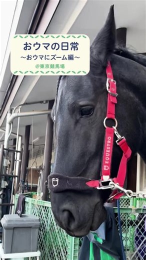 umajo_jra | おウマの日常MOVIE🎥第四弾 〜おウマにズーム編〜 おウマは気持ちがいいと、お鼻が伸びちゃいます！ 大きなお耳をピクピク... 耳の動きで様々な感情を表していると言われているんです！吸い込まれそうな瞳もチャームポイント⭐️ #おウマの日常 #umajo #jra #ウマ... | Instagram