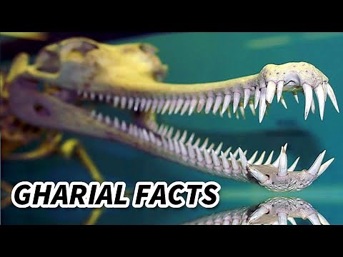 Gharial Facts: the SOUR CROCODILE | Animal Fact Files
