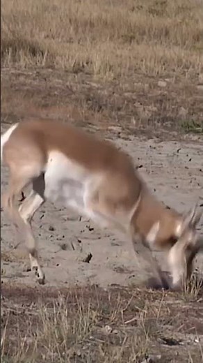 Shot compilation! #highroadhunting