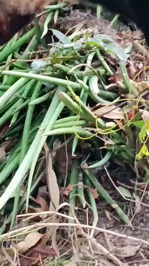 Shedding its skin (snake) #cute dog #animals