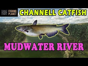 Mudwater River - Channel Catfish - Fishing Plannet - How to Catch