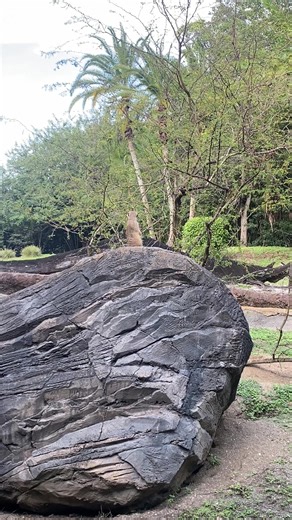 Disney World Animal Kingdom #meerkat #whatisthat
