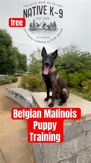 Trained Puppies For Sale - #belgianmalinois #k9 #dogtraining