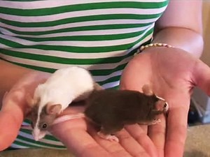 Watch How to Care for a Pet Mouse on Amazon Live