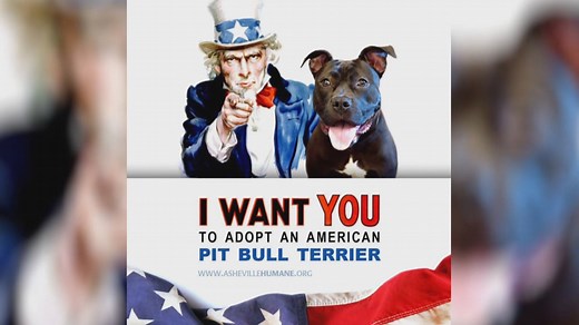 This week on The Fifth Estate, Pit Bulls Unleashed: Should they be banned? Tune in Friday at 9 PM on CBC Television. MORE INFO : It’s a fact that pit bulls, with their powerful jaws, can kill and maim. Google ‘pit bull attacks’ if you dare. But are pit bulls born bad or do humans make them that way? Therein lies an emotional – sometimes vicious - debate. On one side, traumatized families and public safety advocates. On the other, a powerful group of lobbyists who say pit bulls are the most misun