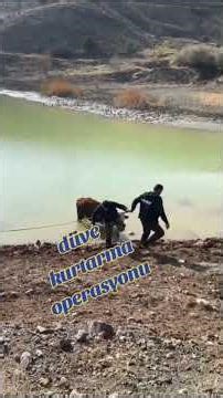Düve kurtarma operasyonu #animals #çiftlikhayatı