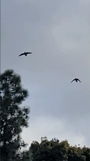 Crows Flying Together 🐦‍⬛🐦‍⬛🌫 #birds #birdwatching #crow #crows #flying #clouds #wind #nature