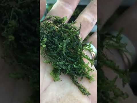 How to grow liverwort Chiloscyphus polyanthos, St Winifrid’s Moss/Pale Liverwort,