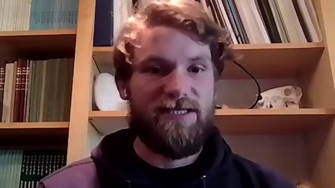 Video, photos capture whales grooming themselves, and each other with kelp