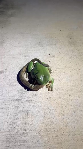 🐸🐍A Central Queensland woman recorded this shocking video of a green tree frog attempting to eat a snake. STORY 👉 https://bit.ly/3UcU9J0 | The Observer