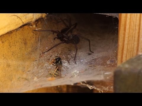 Big house spider attacking wasp