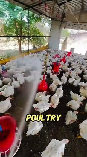 Flam Disinfection Process. #shorts #facts