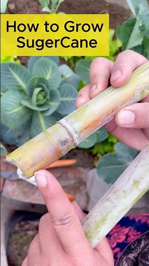 How to Grow Sweet Sugarcane at Home | Easy Step-by-Step Guide #rooftopgarden #organic #gardening