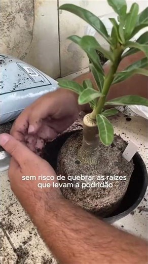 With this technique, even beginners will succeed on their first try! A transplant without sufferi...