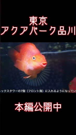 品川観光ならここ！アクアパーク品川の最新プロジェクションマッピング＆イルカショーが圧巻