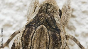 Super macro of hawk moth hairs and scales. Natural patterns on the insect's body. Stacking macro photo. Stock Video