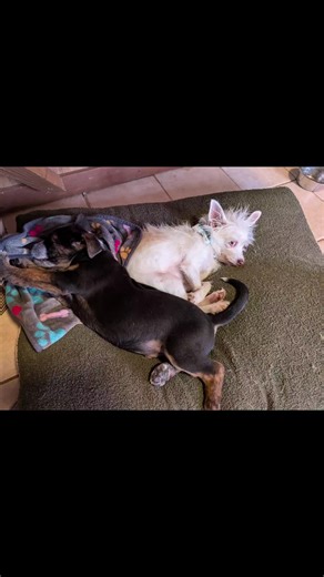 Flippin Big Mutts (@flippinbigmutts25)’s videos with original sound - highschool simulator