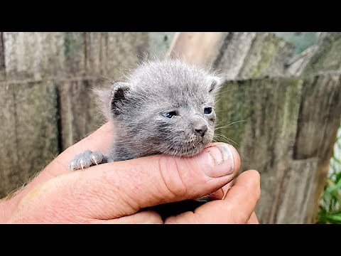 LIVE: Surprise intake with new mama and kittens!