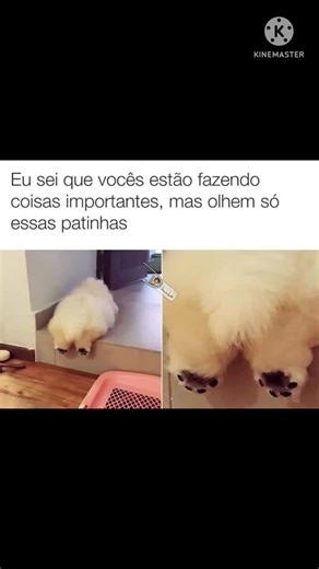 #meme #videoengracado