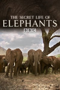 The Best Way to Watch The Secret Life of Elephants