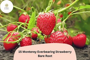 15 Monterey Strawberry Plants | Live Bare Root Everbearing | Fragaria × Ananassa Garden Fruit - Etsy