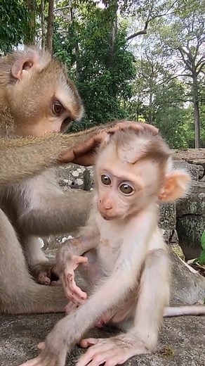 This baby monkey’s adorable the motivation you need today! 🌟🐵 #monkeys #babymonkeys #adorable #animals . . . #Videotiktok #tiktok #cutebabymonkey #viraltiktok #newbornbabymonkey #smartmonkey #Newbornanimals #aboutmonkey #monkeys #monkeytoday #videotiktokMonkey #funnyMonkey #monkeyeats #Yummy | Your Monkeys