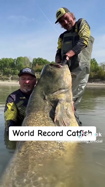 🔥💯World record sized catfish🚀🤩🎉. Look at this giant catfish caugh...