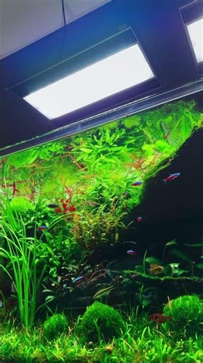 Homma san's amazing aquascape shines bright like a diamond under the brand new ADA Solar RGB II ligh
