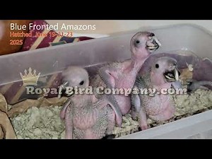 Blue Fronted Amazon Parrots 2025 #petbirds #amazonparrots