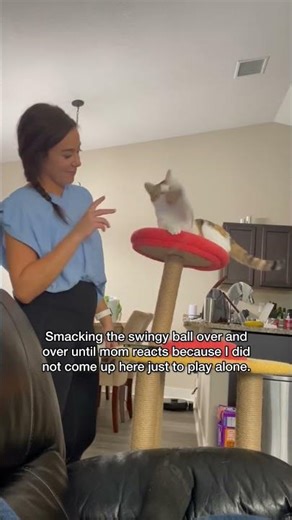 Why do cats MAKE noise for attention? 🐾