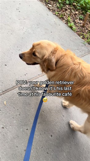 Last Visit to Golden Retriever’s Favourite Montreal Café