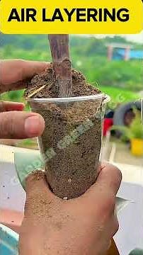 Rubber plant air layering