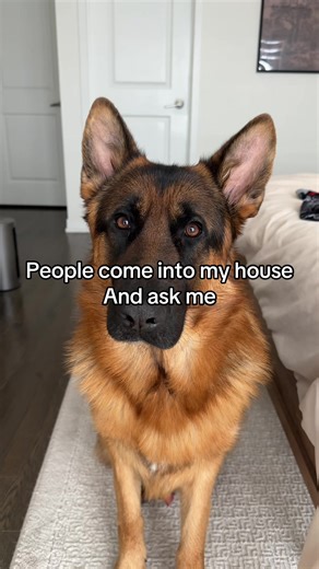 Understanding German Shepherd Behavior and Safety