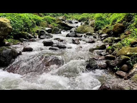 Autumnal Forest River Ambience: The Perfect Soundscape for Reading and Relaxation