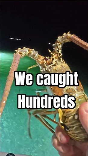 Catching Spiny Lobster In The Florida Keys