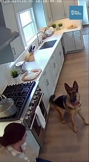 German Shepherd Pulls Owner Away Seconds Before the Kitchen Stove Explodes