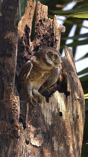 The Sentinel’s Gaze: Why the Spotted Owlet is the Guardian of Purbasthali 🦉🌿 #shorts #youtubeshorts