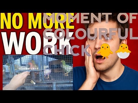 ✔ Different types of colourful chicks✔ How they behave and play#colourfulchick #100day #viralvideo