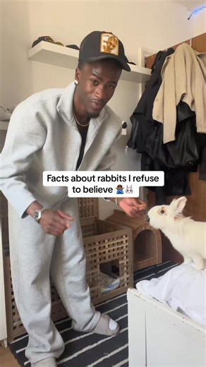 The rabbit | Mr Phiri