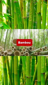 Comment multiplier les bambous géants en Afrique ? #Multiplier #Bambou #Geants | Agriculteurs Modernes