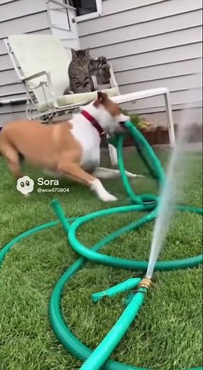 Cat & Dog – Garden Hose Snake